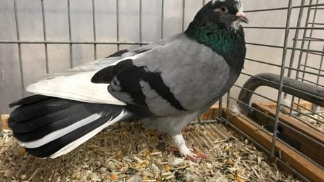 pigeons