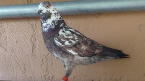 fliying tipplers - english tippler - tippler pigeons uk
