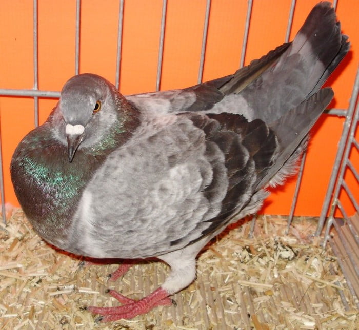 blue-hen - pigeons- hungarian