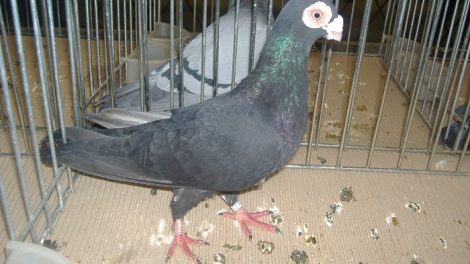 Pigeon caronculé - polish