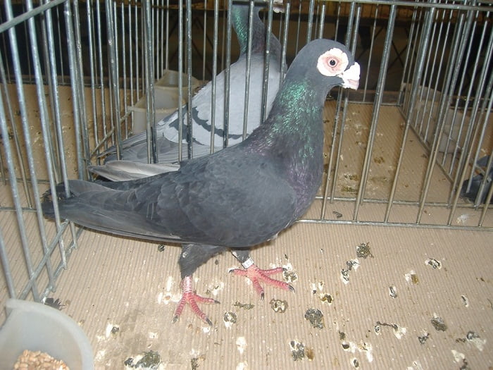 Pigeon caronculé - polish