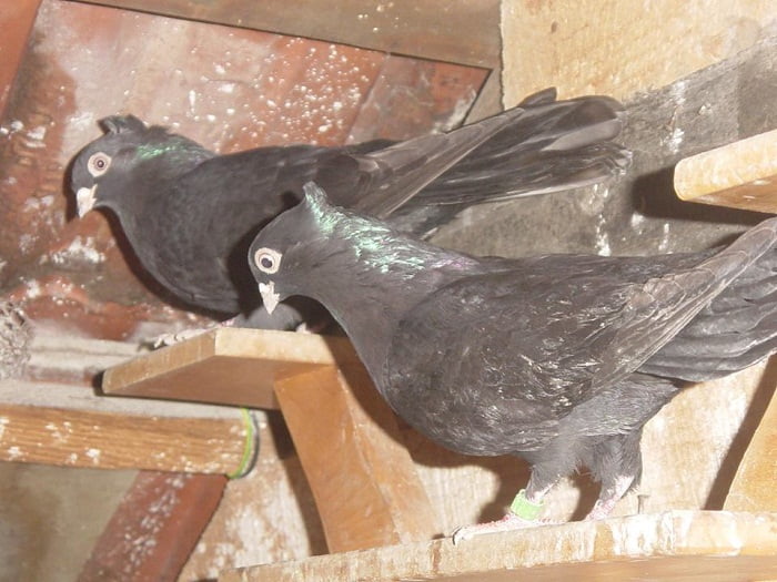 Rouleur - pigeons