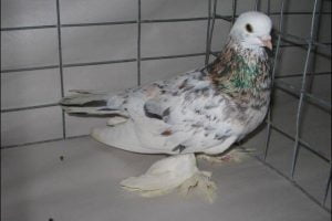 south african pigeons