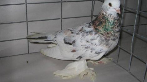 south african pigeons