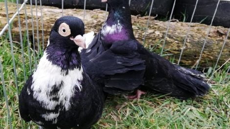 pigeon photos and names
