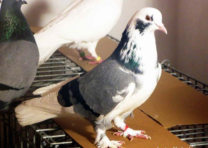 macedonian - pigeons - golubi