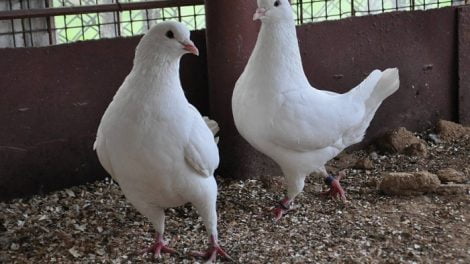 chicken - pigeons