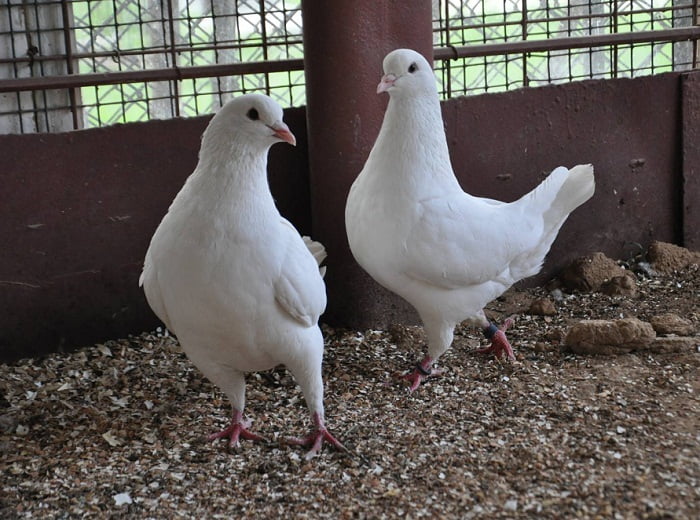 chicken - pigeons