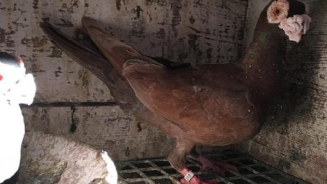 Pigeon caroncule
