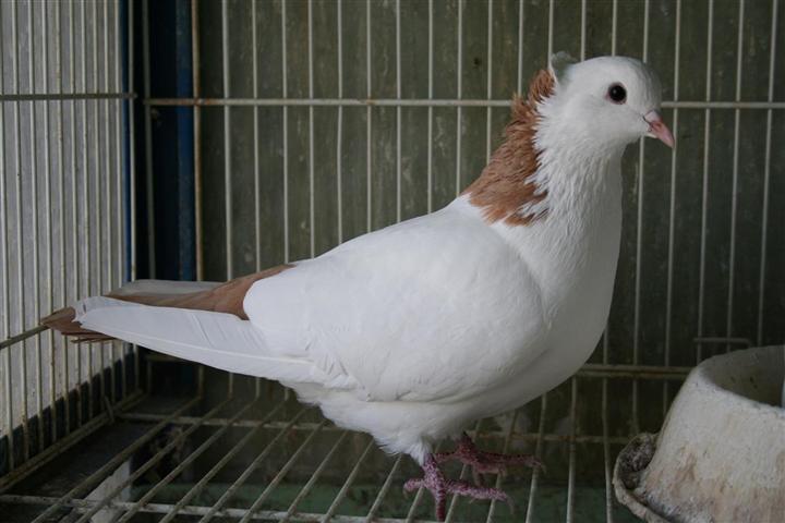 boiniji