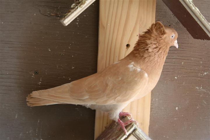 armenian tumbler - yellow pigoens