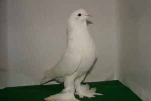 white pigeons