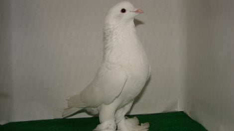 white pigeons