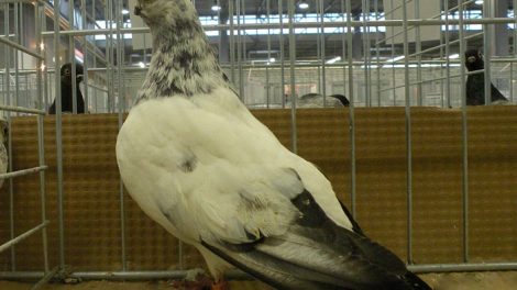 butterfly pigeons