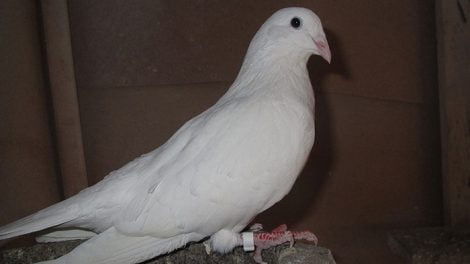 bulgarian breeds