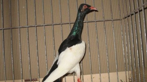 Lowicz tumbler pigeons magpie