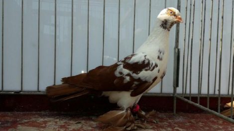Papillon pigeons