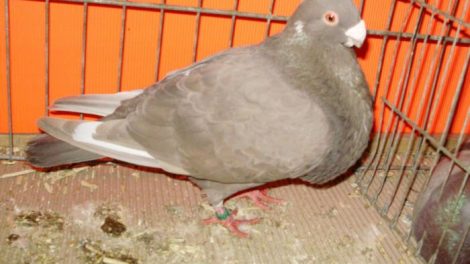 palomas