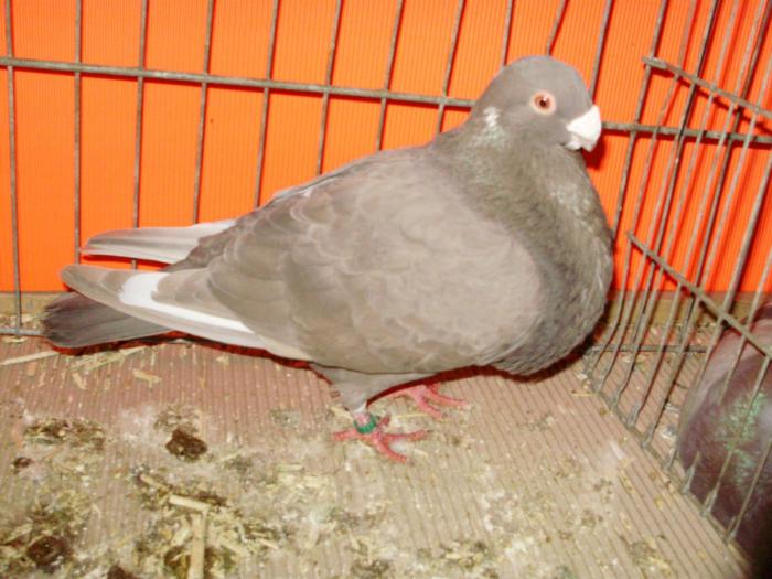 palomas