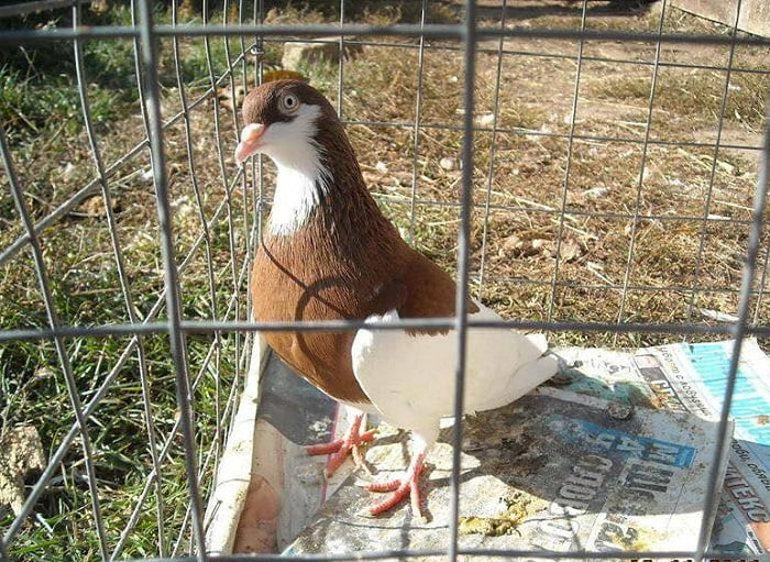 bulgarian pigeons