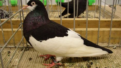 breeds -pair -dove