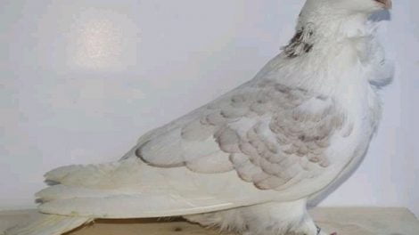 owl pigeons