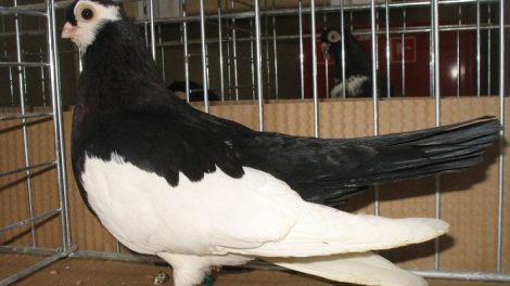 pigeons de tumbler