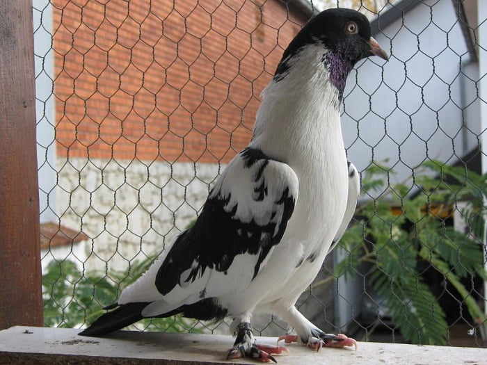 pigeon breeds