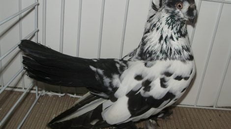 pigeons romanian