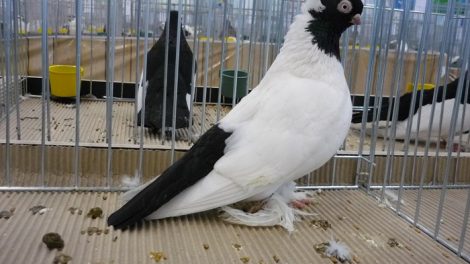 lithuanian pigeons