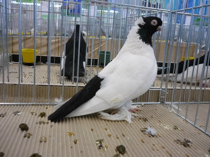 lithuanian pigeons