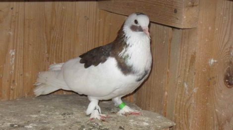 pigeon fancy