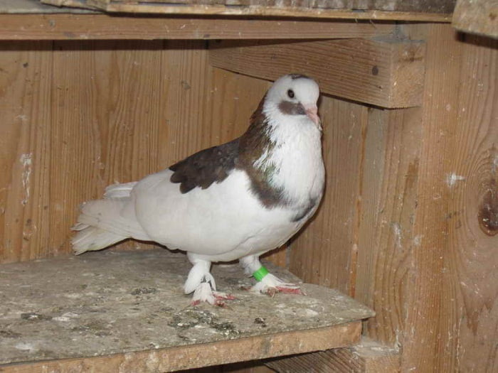 pigeon fancy