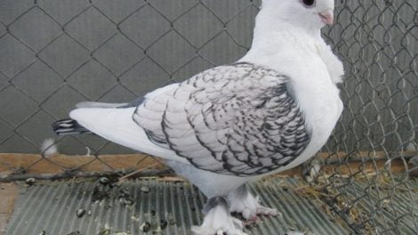 ornamental pigeons