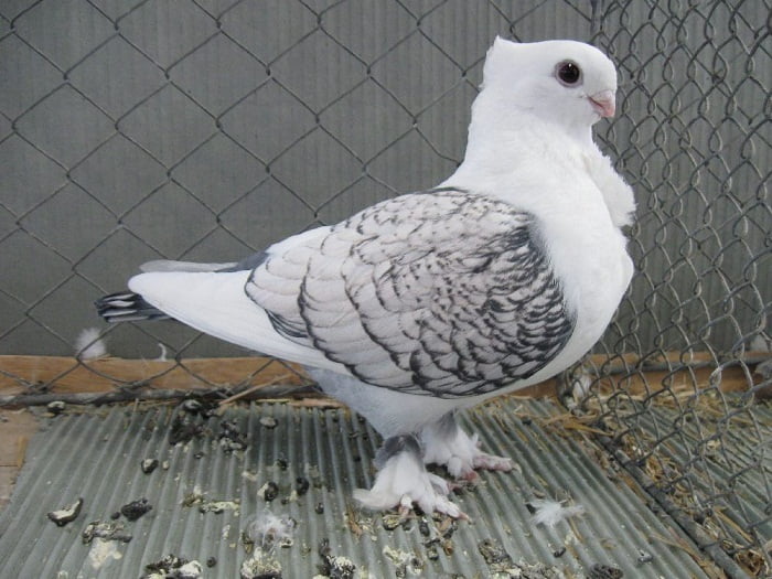 ornamental pigeons