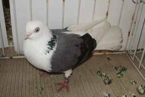 tumbler pigeon