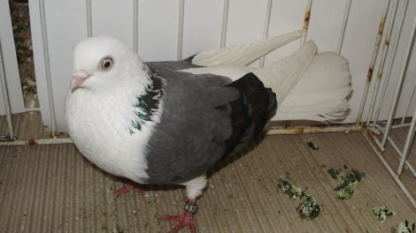 tumbler pigeon