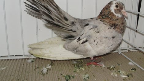 pigeons