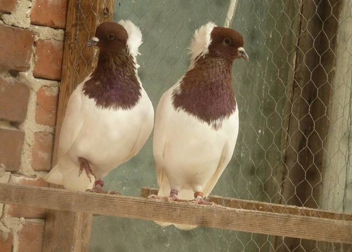 fancy pigeons