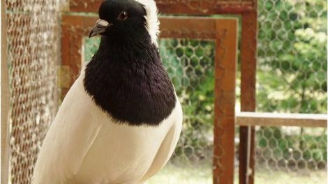 pigeon types