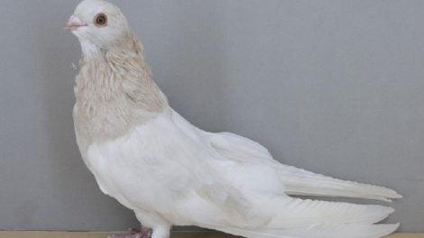 swift pigeons