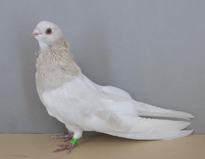 swift pigeons