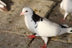 baku tumbler pigeons - russian