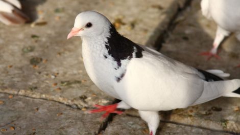 baku tumbler pigeons - russian
