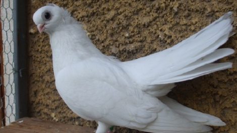 tumbler pigeosn breeds