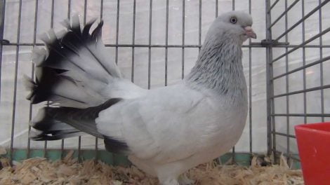 turkish pigeons breeds