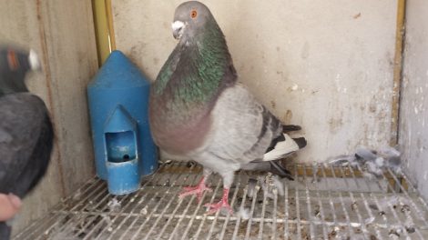 buchonas