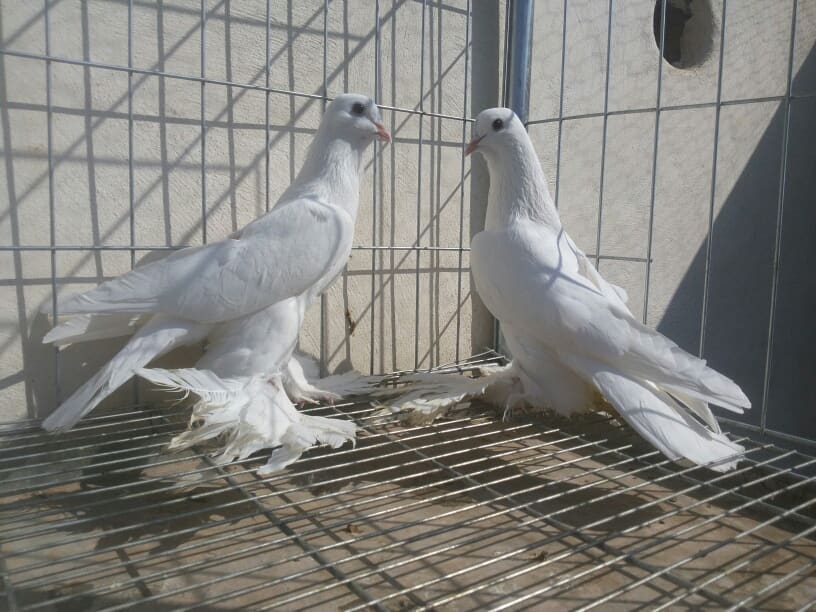 tumbler pigeons white tumbler