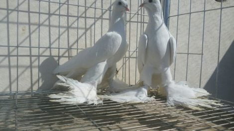 tabriz pigoens