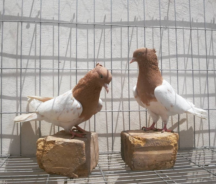 pigeontype - fanc pigeons